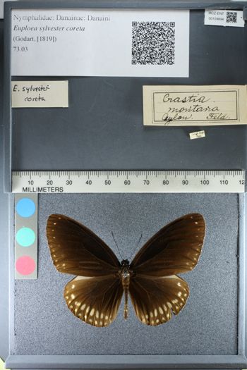 Media type: image;   Entomology 159894